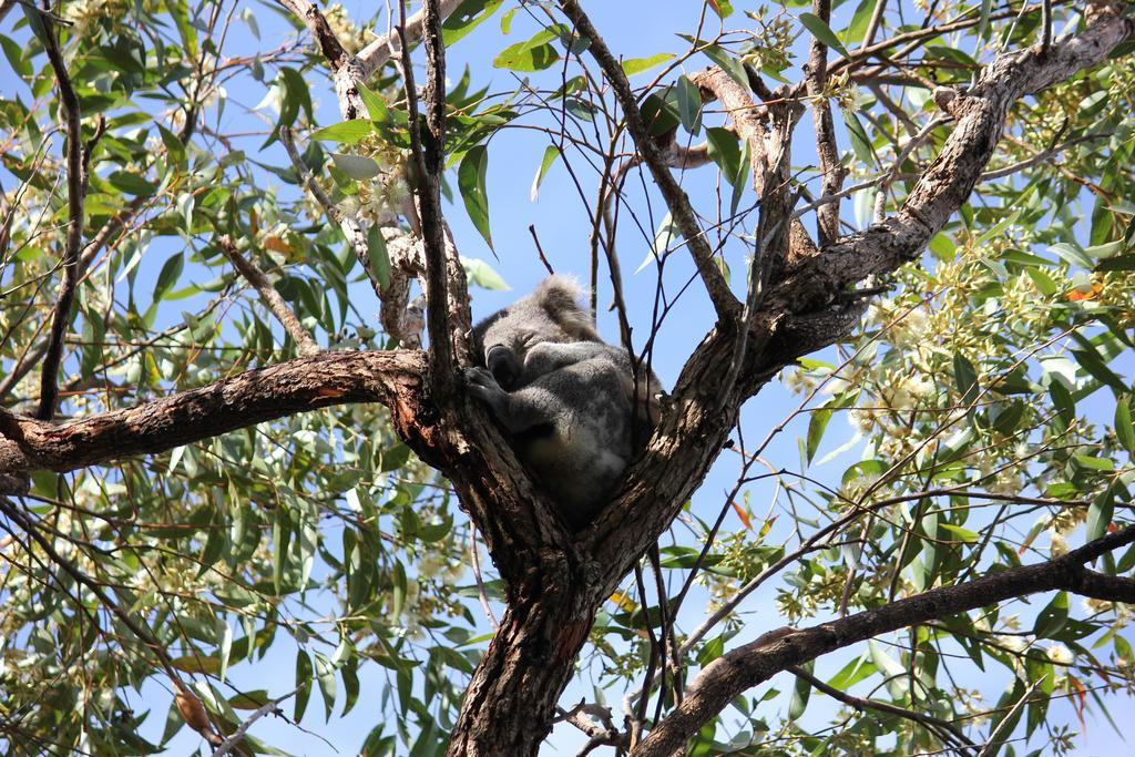 Koala Shores Holiday Park Lemon Tree Passage Exterior foto